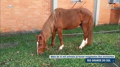 Rio Grande do Sul: 12 mil animais já foram resgatados e recebem cuidados