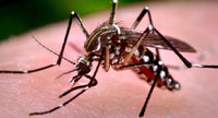 Maioria dos internautas defende que agentes de saúde entrem em locais com suspeita de criadouros do Aedes aegypti, mesmo sem a autorização do proprietário