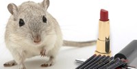 Internautas apoiam projeto que proíbe o uso de animais em testes de produtos cosméticos e de higiene pessoal