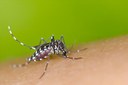 Renan anuncia sessão temática para debater combate ao Zika vírus