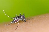 Renan anuncia sessão temática para debater combate ao Zika vírus
