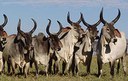 Renan garante apoio a criadores de gado Zebu