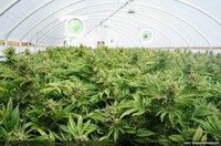 Cannabis: Senado discute uso medicinal; governo apresenta plano de regulamentação