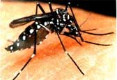 A Dengue
