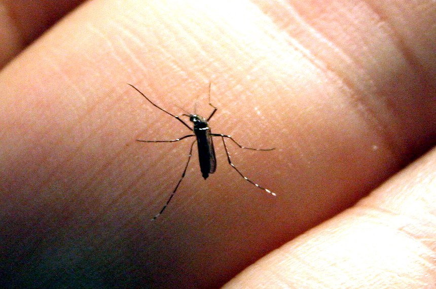 Principal modo de transmissão do vírus da zika é pela picada do mosquito Aedes aegypti. Gestantes devem ter atenção especial