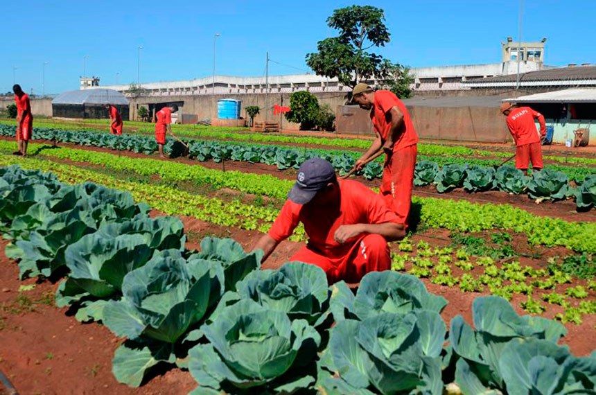 Vegetais da horta são vendidos à empresa que fornece refeições ao próprio presídio