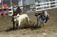 Legalização das vaquejadas divide opiniões