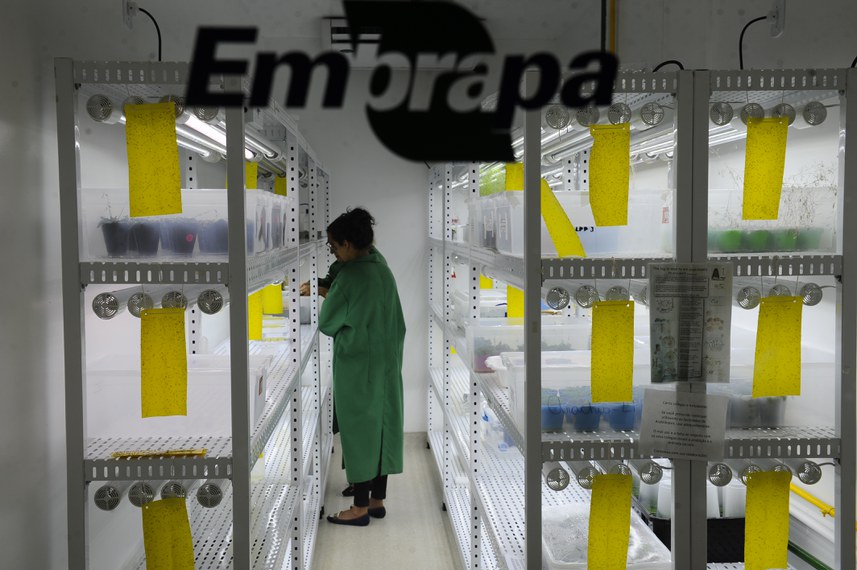 Pesquisadores em laboratório da Embrapa: estatal é a principal responsável pelo estudo de alimentos transgênicos no Brasil