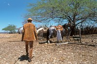 Senadores apontam regulamentação como resgate histórico