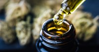 Cannabis medicinal: realidade à espera de regulamentação
