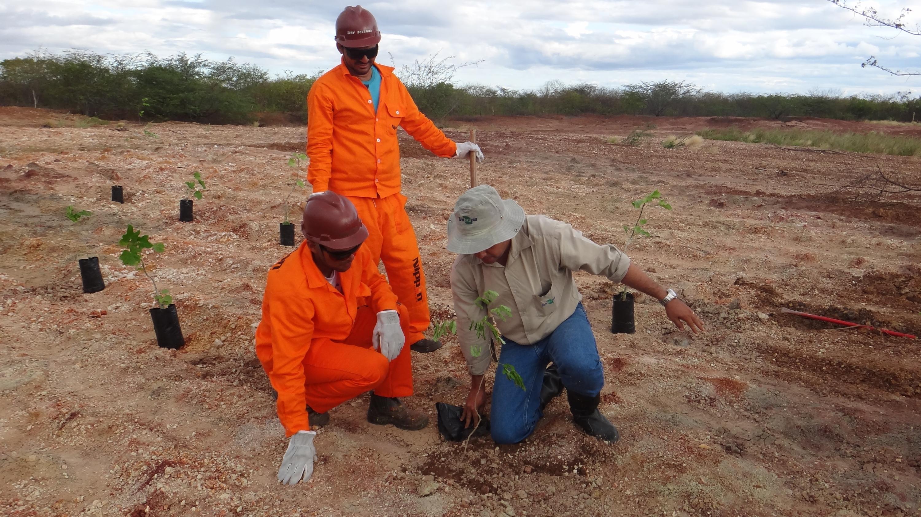 Ação de plantio de mudas para tentar combater degradação do solo na Caatinga (foto: Liliane Bello/Embrapa)