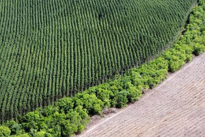 Pauta da FPA reacende debate agronegócio X ambientalismo