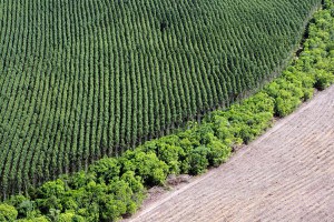 Pauta da FPA reacende debate agronegócio X ambientalismo