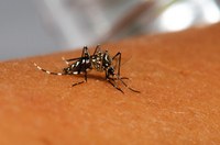 Dengue: clima, água parada e falhas do poder público causaram explosão de casos