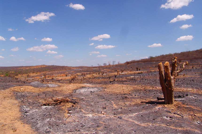Desmatamento e queimada: prática de subsistência tornou-se ameaça ao bioma com aumento da pressão por produção