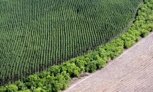 Afinal, o cultivo de eucalipto é mesmo prejudicial ao meio ambiente?