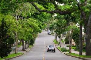 Árvores na cidade reduzem calor, enchentes, internações e até violência