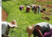 Nova comissão dedica-se ao debate da agricultura