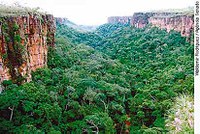 CAE analisa mudanças no Serviço Florestal Brasileiro