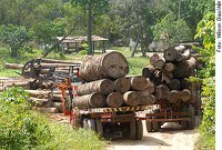 Mário Couto quer destinar madeira de origem ilegal para programas de construção de moradias populares