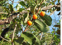 Fitoterapia é tema de programa da Rádio Senado