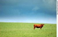 Os Pampas podem se tornar patrimônio nacional