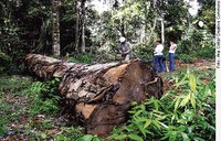 Regulamentação de ações ambientais está na pauta do Plenário