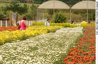 Holambra é declarada Capital Nacional das Flores