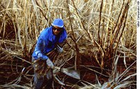 CRA deve votar projeto que cria auxílio para trabalhador da cana de açúcar