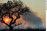 Comissão de Meio Ambiente vai debater conservação da Floresta Nacional de Brasília