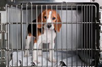 Projeto que restringe o uso de animais em pesquisas será debatido em audiência pública