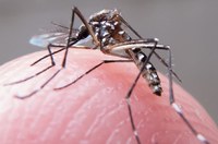 Pesquisas para combate ao Aedes aegypti serão discutidas na Comissão de Agricultura