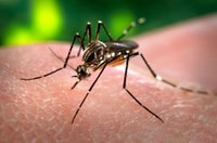 Estudos contra o 'Aedes aegypti' e a compra de empresas por bancos públicos são destaques na TV Senado