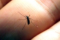 MP de combate a dengue, chicungunha e zika será debatida em audiência interativa