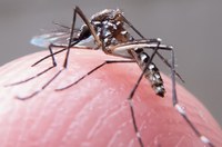 Audiência pública vai debater ações de combate ao mosquito 'Aedes aegypti'