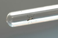 Comissão reúne especialistas para debater MP de combate ao Aedes aegypti
