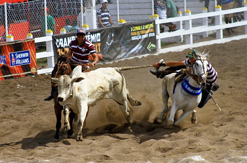 Rodeios e vaquejadas podem se tornar patrimônio cultural do país — Senado  Notícias