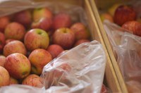 Desafios na produção nacional da maçã são tema de reportagem da Rádio Senado