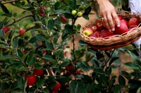 Projeto visa incentivar venda de polpa de fruta produzida por agricultor familiar