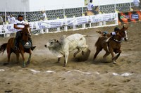 Vaquejada e Banda Larga são os temas do nº 31 da revista 'Em discussão!'