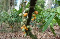 Política de incentivo à produção de cacau está pronta para a pauta da CRA