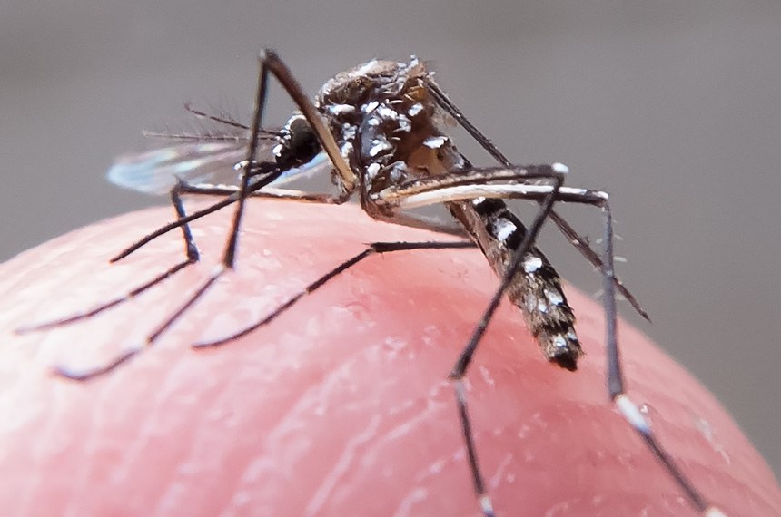O vírus zika tem como agente transmissor o mosquito Aedes aegypti