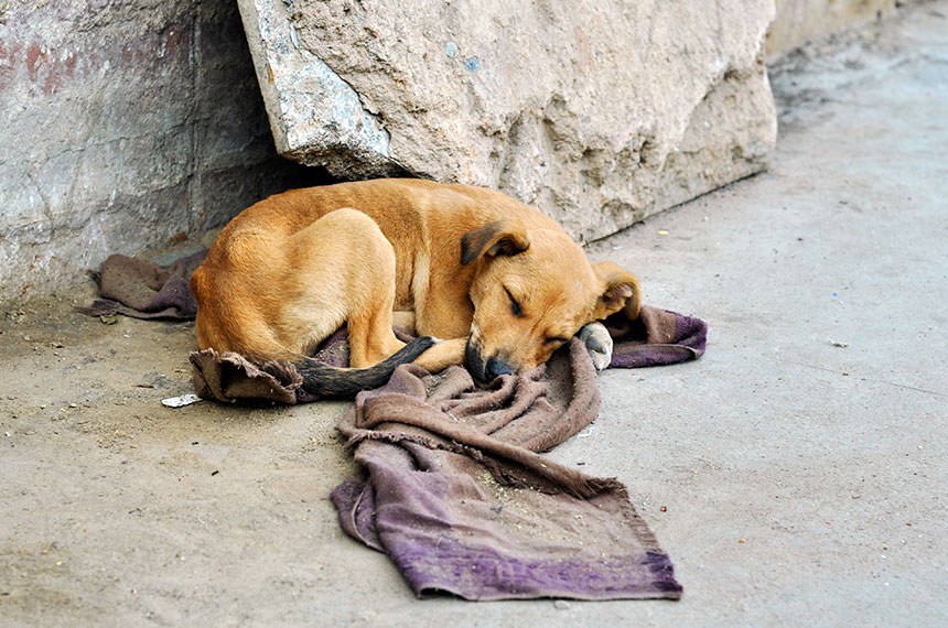 Abandoned dog lying on the ground. ----- Cachorro abandonado vivendo na rua.