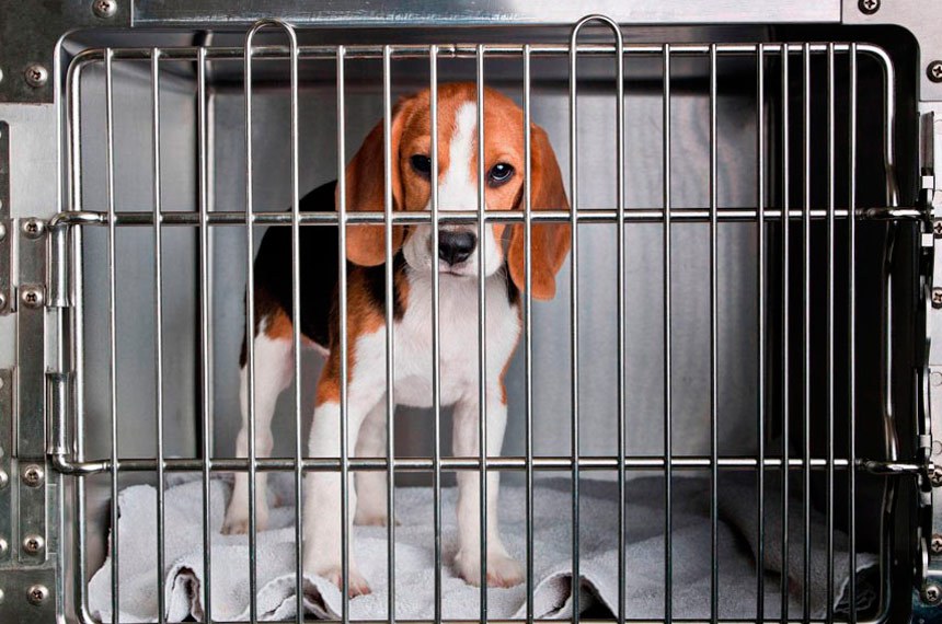 Cão da raça beagle, utilizado  em atividades de ensino, pesquisas e testes laboratoriais para o desenvolvimento de produtos de uso cosmético em humanos. Os cães são usados em pesquisas de medicamentos que serão lançados. O objetivo é verificar a existencia de possiveis reações adversas. 