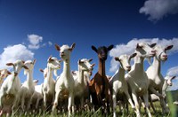 CRA vota incentivos para criadores de ovelhas e cabras