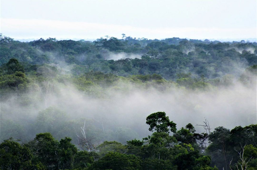 Projeto acaba com a reserva florestal obrigatória em propriedades rurais