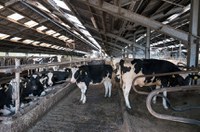 Comissão analisa projeto que prevê isenção fiscal para insumos usados na produção de leite