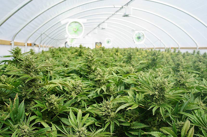 Plantação de Cannabis (planta da maconha) nos Estados Unidos: país é modelo que inspira sugestão legislativa que trata da regulação da maconha medicinal e do cânhamo industrial no Brasil