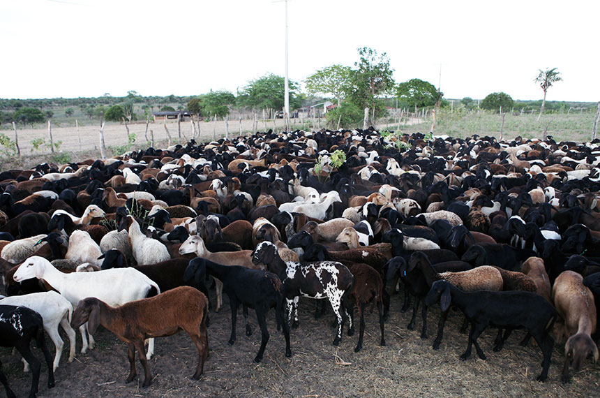 Criação de caprinos e ovinos é destaque da Globo Rural de junho/julho