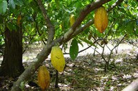 Projeto de lei incentiva a produção de cacau no Brasil